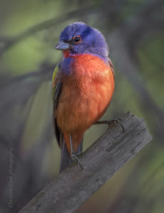 Christine Cook Painted Bunting
