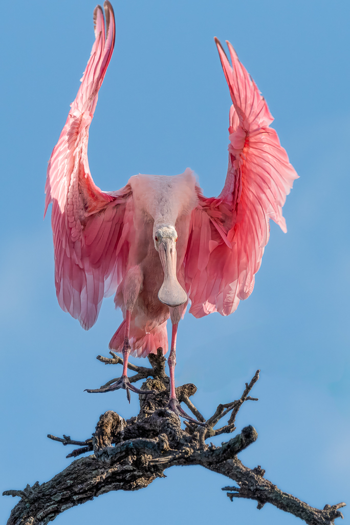 Roseate spoonbill with wings up