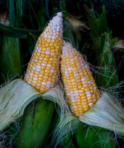 Sweet(heart Corn) Shelly Goodlaski